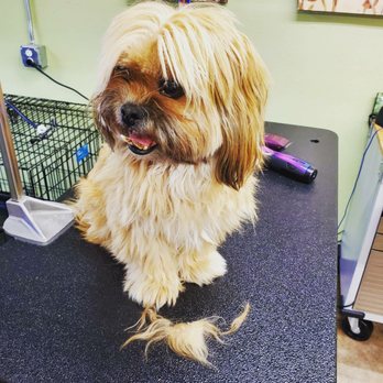 Good Vibes Grooming - Chikis - Pet Groomers Near Me - Denver, Colorado Good Vibes Grooming - Chikis - Pet Groomers Near Me - Denver, Colorado