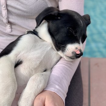 Paw Works - Pet Adoption Near Me - Thousand Oaks, California Paw Works - Pet Adoption Near Me - Thousand Oaks, California