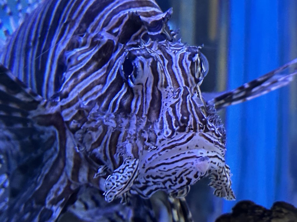 RIPLEY’S AQUARIUM OF CANADA 3533 Photos & 674 Reviews 288 Bremner