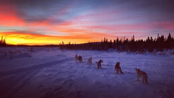 Alaska Homestead Adventures by null
