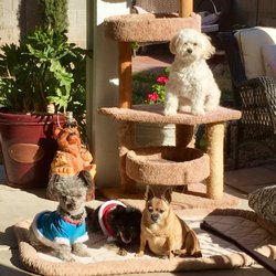 Ms Sharon's Pet sitting - My babies:))