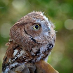 Wildlife Ambassadors - Pigwidgeon, a non releasable Eastern Screech owl.