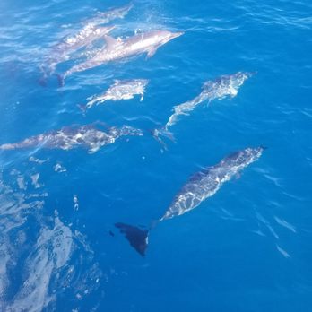 Blue Dolphin Charters - Dolphins! - Boating Near Me - Eleele, Hawaii