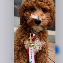 Infinity Pups - Snickers