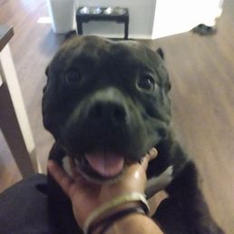 Met this puppy on the way.... I miss him Met this puppy on the way.... I miss him