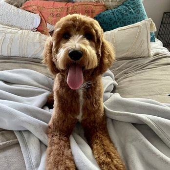 Glamour Paws - Pet Groomers Near Me - Fort Worth, Texas
