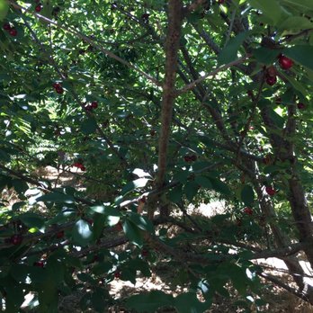 Lazy K Ranch Cherry U-Pick - Lots of fresh cherries - Pick Your Own Farms Near Me - Gilroy, California