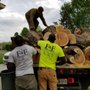 Photo of F & F Tree Service