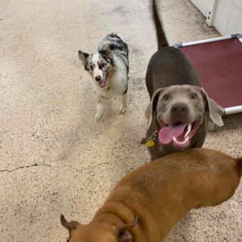 Bow Wow Care 101 - Pet Groomers Near Me - Laguna Niguel, California