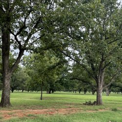 Couch Pecan Orchard - More pecan trees.