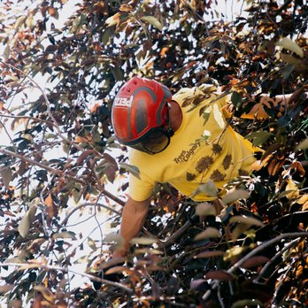 Turning Leaf Tree Service - Chokecherry crown thinning climbing arborist service in se Calgary - Tree Services Near Me Turning Leaf Tree Service - Chokecherry crown thinning climbing arborist service in se Calgary - Tree Services Near Me