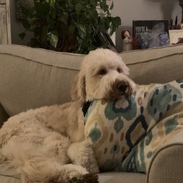 Harry , sad at home because he is not at Pappy's!