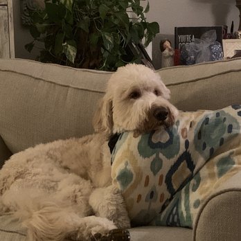 Pappy's Pet Lodge - Harry , sad at home because he is not at Pappy's! - Dog Walkers Near Me - Addison, Texas