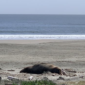 Drakes Beach - Beaches Near Me - Point Reyes Station, California Drakes Beach - Beaches Near Me - Point Reyes Station, California