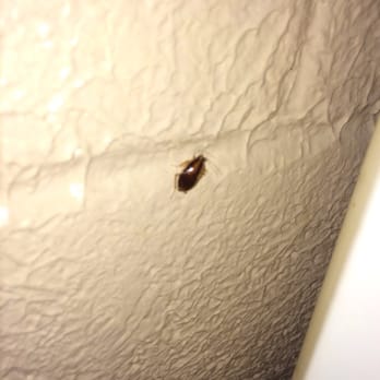 Baytown Inn - 2nd roach came out - Hotels Near Me - Baytown, Texas Baytown Inn - 2nd roach came out - Hotels Near Me - Baytown, Texas