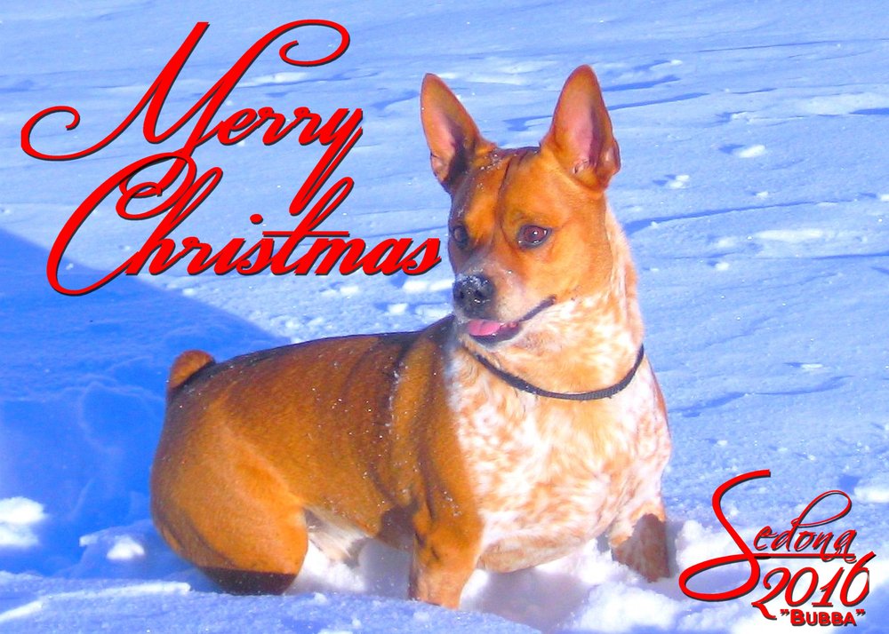 Rita Ranch Storage Car Dog Wash Dandk Organizer