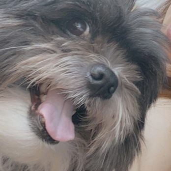 Pawtriotic Dog Spaw - Before still handsome lol - Pet Groomers Near Me - Murrieta, California Pawtriotic Dog Spaw - Before still handsome lol - Pet Groomers Near Me - Murrieta, California