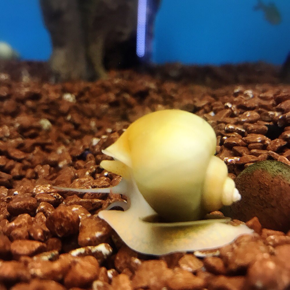 SUPER PET Updated September 2024 12 William Kitchen Road