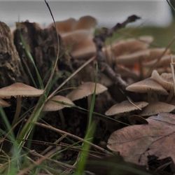 Heidbergsee - Am Heidbergsee gesehen 2016.11.03