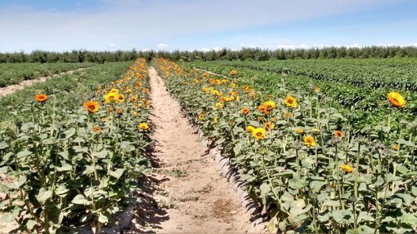 ZIEMKE'S FARM - Updated July 2025 - 23 Photos - 1670 Smith