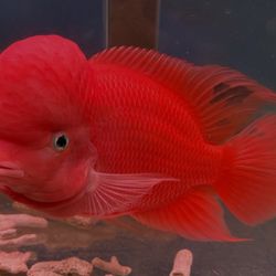 Bright Aquarium - Super Red Monkey Flowerhorn