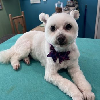 Terrific Tufts - Pet Groomers Near Me - Tustin, California Terrific Tufts - Pet Groomers Near Me - Tustin, California