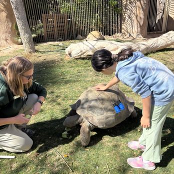 Reid Park Zoo - Behind the scenes with the Tortise - we were able to feed lettuce and gently give back pats. - Zoos Near Me - Tucson, Arizona