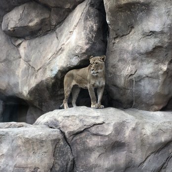Denver Zoo - Zoos Near Me - Denver, Colorado Denver Zoo - Zoos Near Me - Denver, Colorado