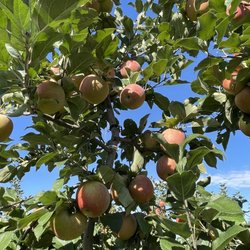 Baugher's Orchard Bakery - Honey crisp apples are the best