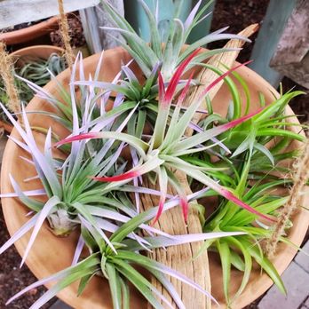 The Garden Gallery - Tillandsia (air plants) - Nurseries & Gardening Near Me - Morro Bay, California The Garden Gallery - Tillandsia (air plants) - Nurseries & Gardening Near Me - Morro Bay, California