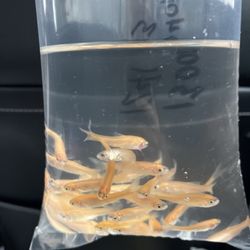 Pet Supermarket - 30 feeder fish