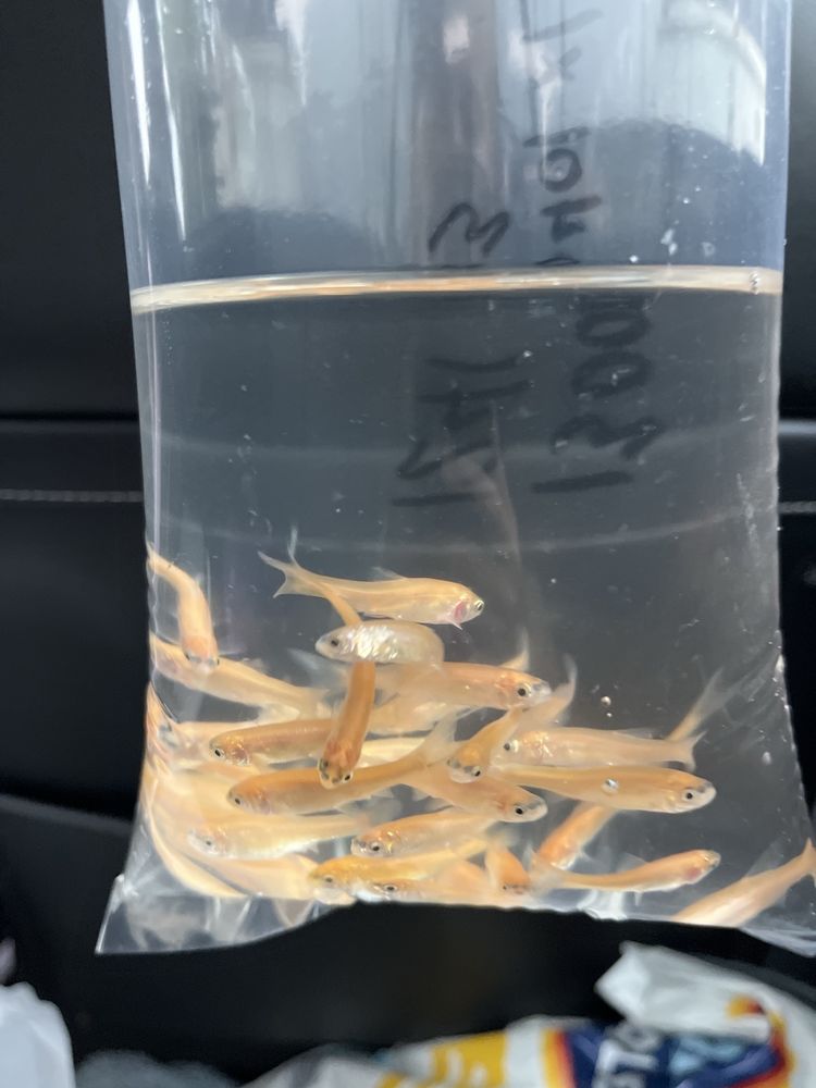 Pet Supermarket Image
