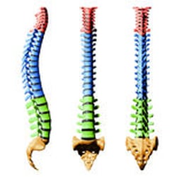 Peak Physical Therapy and Sports Performance - Spine program for neck and back pain