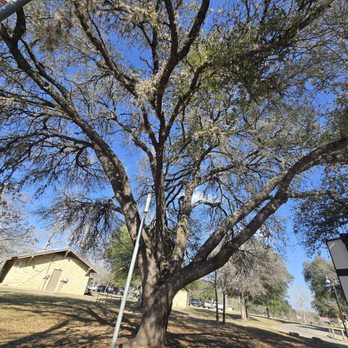 Blanco State Park - Live oak tree - Parks Near Me - Blanco, Texas