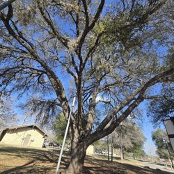 Live oak tree