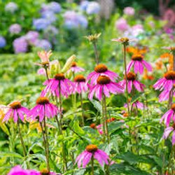 Cashman Nursery and Landscaping