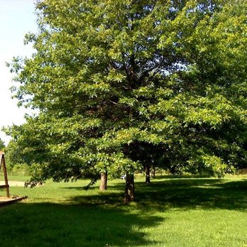 Mohawk Valley Tree Specialist's - Tree Services Near Me - Rome, New York Mohawk Valley Tree Specialist's - Tree Services Near Me - Rome, New York