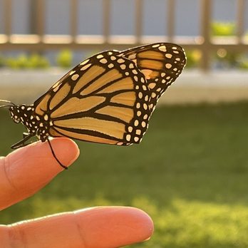 Paradise Monarchs - Gift Shops Near Me - Waipahu, Hawaii