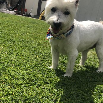 Ami Pet Grooming - Miriah - Pet Groomers Near Me - La Mirada, California