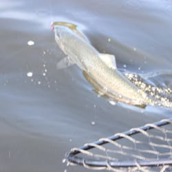 Ketchikan Salmon Fishing