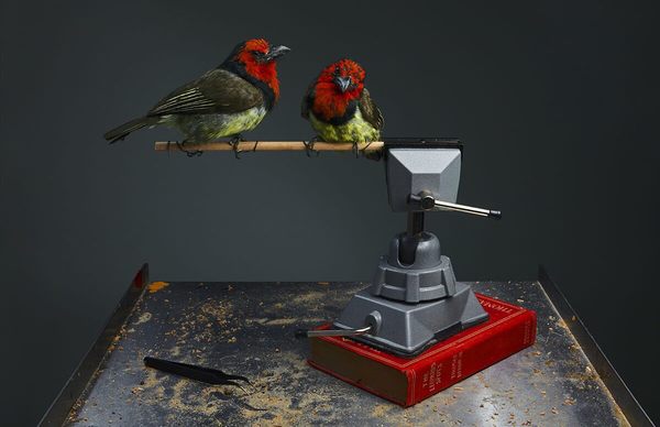 Prey Taxidermy by null