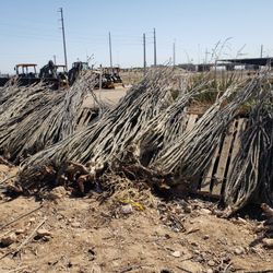 Desert Forrest Nursery - Ocotillos