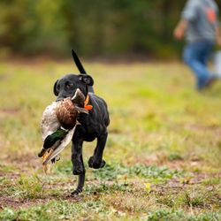 Wild River Kennels