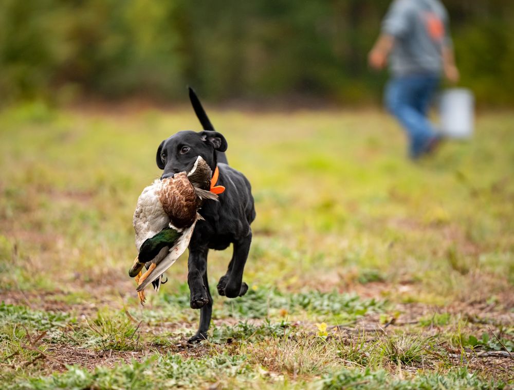 WILD RIVER KENNELS Updated May 2024 Request Consultation 26