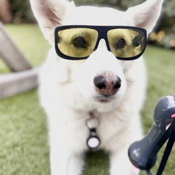 Apawthecary - Luna receiving laser therapy for a sprained wrist - Veterinarians Near Me - Los Angeles, California Apawthecary - Luna receiving laser therapy for a sprained wrist - Veterinarians Near Me - Los Angeles, California