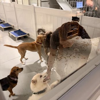 HI-BK Doggy Daycare - Pet Groomers Near Me - Brooklyn, New York HI-BK Doggy Daycare - Pet Groomers Near Me - Brooklyn, New York