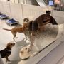 Photo of HI-BK Doggy Daycare