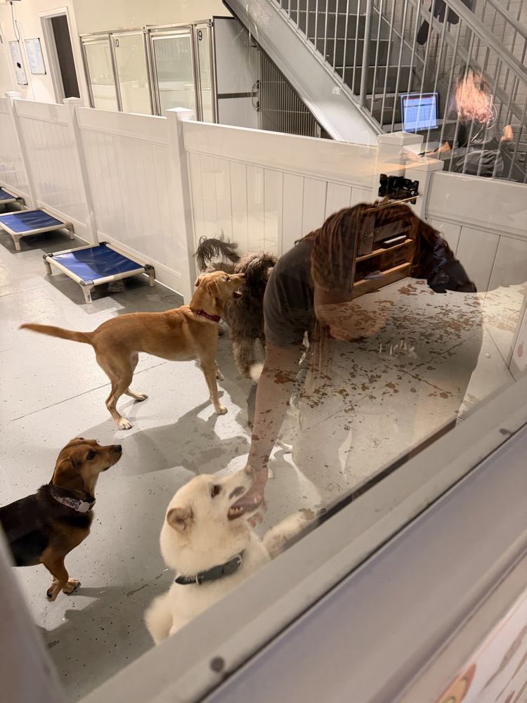 HI-BK Doggy Daycare - pet boarding facility in Brooklyn, NY