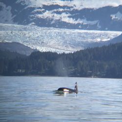 Alaska Humpback Adventures