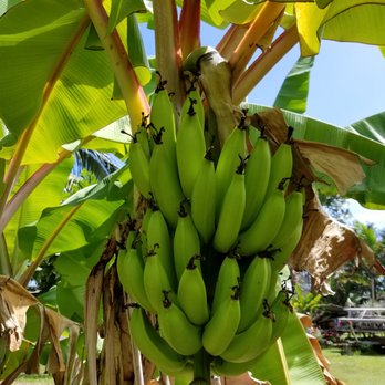 Ma'akua Ridge Trail - Bananas - Hiking Near Me - Hauula, Hawaii Ma'akua Ridge Trail - Bananas - Hiking Near Me - Hauula, Hawaii
